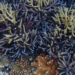 Bali Green Stony Coral, photo 4