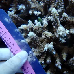 Bali Green Stony Coral, photo 5