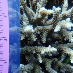 Bali Green Stony Coral, photo 6