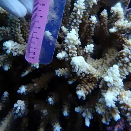 Bali Green Stony Coral, photo 7
