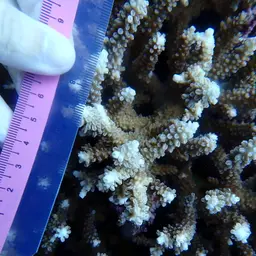 Bali Green Stony Coral, photo 8