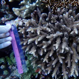 Bali Green Stony Coral, photo 9