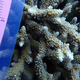 Bali Green Stony Coral, photo 10