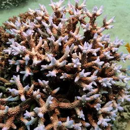 Bali Green Stony Coral
