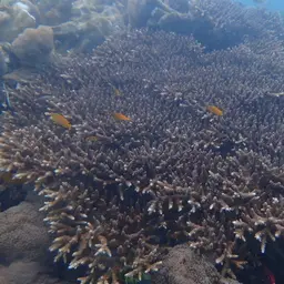 Bali Green Stony Coral, photo 11