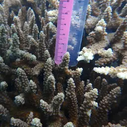 Bali Green Stony Coral, photo 12