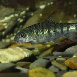 Taiwan Torrent Carp