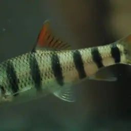 Taiwan Torrent Carp, photo 3