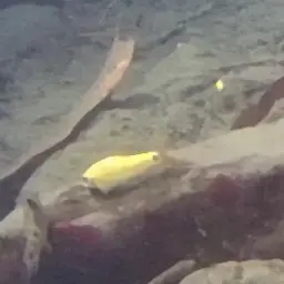 Taiwan Torrent Carp, photo 5