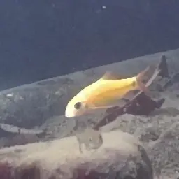 Taiwan Torrent Carp, photo 6