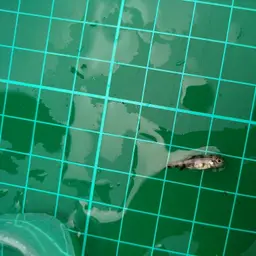 Taiwan Torrent Carp, photo 7