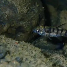 Taiwan Torrent Carp, photo 8