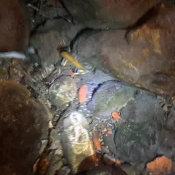 Taiwan Torrent Carp, photo 9