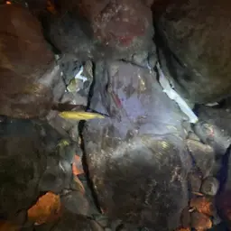 Taiwan Torrent Carp, photo 10