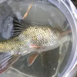 Taiwan Torrent Carp, photo 11