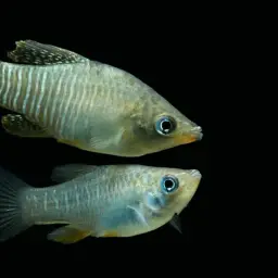 Diamond Killifish