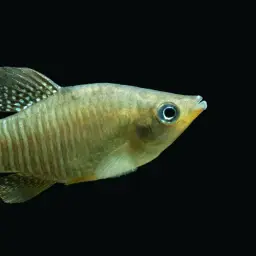 Diamond Killifish, photo 2