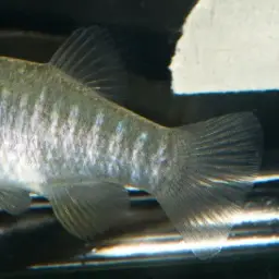 Diamond Killifish, photo 3