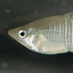Diamond Killifish, photo 4