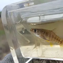 Diamond Killifish, photo 5