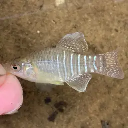 Diamond Killifish, photo 7