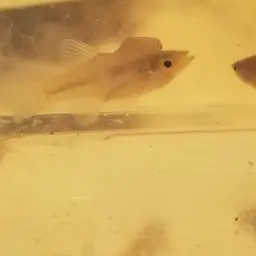 Diamond Killifish, photo 8