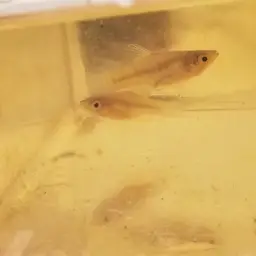 Diamond Killifish, photo 9