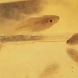 Diamond Killifish, photo 10