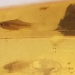 Diamond Killifish, photo 11