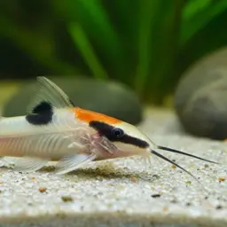 Adolfoi's Catfish, photo 3