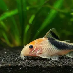 Adolf's Cory, photo 10