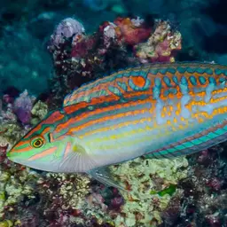 Adorned wrasse