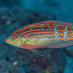 Adorned wrasse, photo 2
