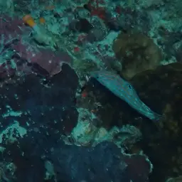 Adorned wrasse, photo 3