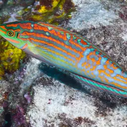 Adorned wrasse, photo 4