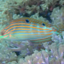 Adorned wrasse, photo 5