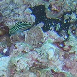Adorned wrasse, photo 6