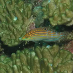 Adorned wrasse, photo 7