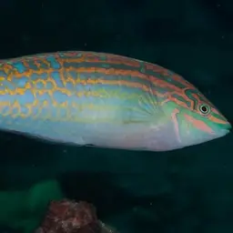 Adorned wrasse, photo 8