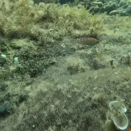 Adorned wrasse, photo 9
