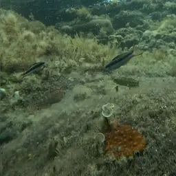 Adorned wrasse, photo 10