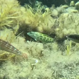 Adorned wrasse, photo 11
