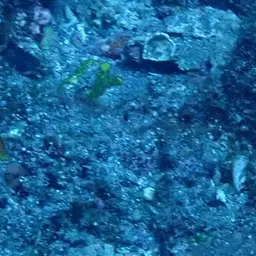 Adorned wrasse, photo 12