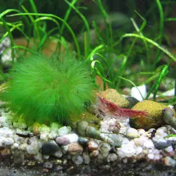 Marimo Moss Ball, photo 2