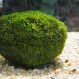 Marimo Moss Ball