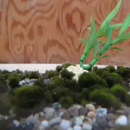 Marimo Moss Ball, photo 3