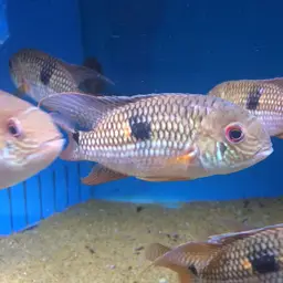 Diadem Cichlid