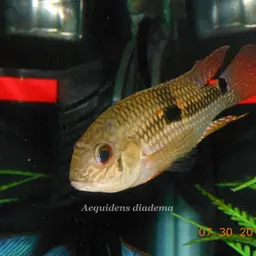 Diadem Cichlid, photo 2