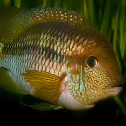 Yellow Acara