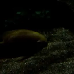 Yellow Acara, photo 2